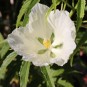 591310-hibiscus-coccineus-alba