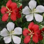 591320-hibiscus-coccineus-red-white
