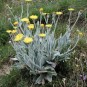 591400-hieracium-villosum