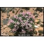 591700-houstonia-rubra