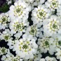 592000-iberis-sempervirens