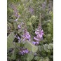 592200-indigofera-heterantha