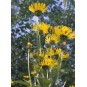 592410-inula-helenium