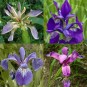 592460-iris-garden-blues