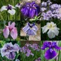 592490-iris-ensata
