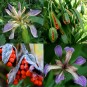 592500-iris-foetidissima