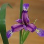 592520-iris-graminea
