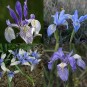 592560-iris-missouriensis