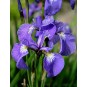592600-iris-setosa