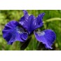 592640-iris-sibirica-prussian-blue