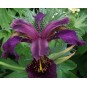 592645-iris-sibirica-ruby-wine