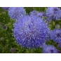 593000-jasione-perennis-blaulicht