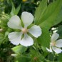 593520-kitaibelia-vitifolia