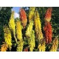 593800-kniphofia-uvaria-flamenco