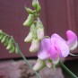 593920-lathyrus-latifolius-pink-pearl