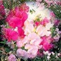 594000-lathyrus-latifolius-mix