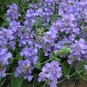 594030-lathyrus-nervosus