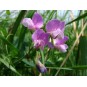 594050-lathyrus-palustris