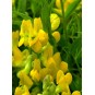 594060-lathyrus-pratensis