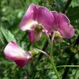 594070-lathyrus-sylvestris