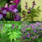 594080-lathyrus-vernus