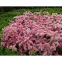 603850-sedum-pulchellum
