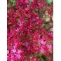 603900-sedum-spurium-var-coccineum