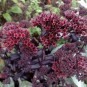 603910-sedum-telephium-emperor-waves