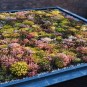603920-sedum-mixture