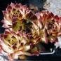 604100-sempervivum-hybriden