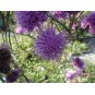 604200-serratula-tinctoria