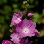 604490-sidalcea-malviflora-party-girl