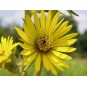604660-silphium-laciniatum