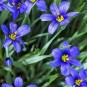 604675-sisyrinchium-angustifolium