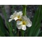 604680-sisyrinchium-striatum