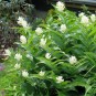 604700-smilacina-racemosa