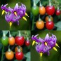 604720-solanum-dulcamara