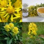 604725-solidago-virgaurea