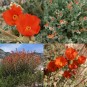 604740-sphaeralcea-ambigua