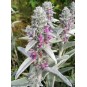 604760-stachys-byzantina
