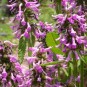 604780-stachys-officinalis