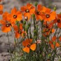 604782-stylomecon-heterophylla