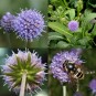 604785-succisa-pratensis