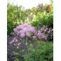 604950-thalictrum-aquilegifolium