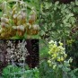 604955-thalictrum-fendleri-var-polycarpum