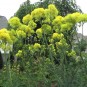 604960-thalictrum-flavum-ssp-glaucum