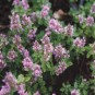 605000-thymus-serpyllum