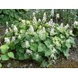 605020-tiarella-wherryi-sugar-scoop