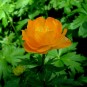 605200-trollius-chinensis-golden-queen