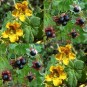 605240-tropaeolum-ciliatum